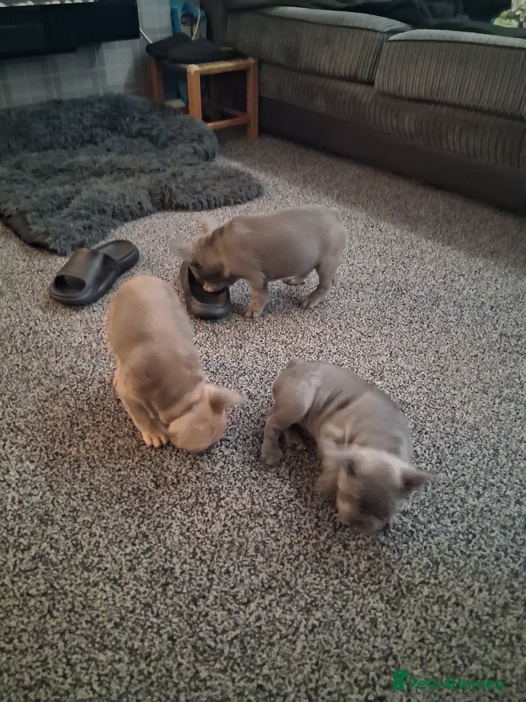 French Bulldog dogs for sale: French bulldogs - Advert 25
