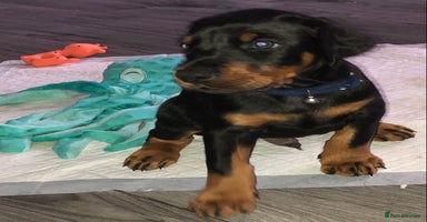 Dobermann dogs - Advert 3