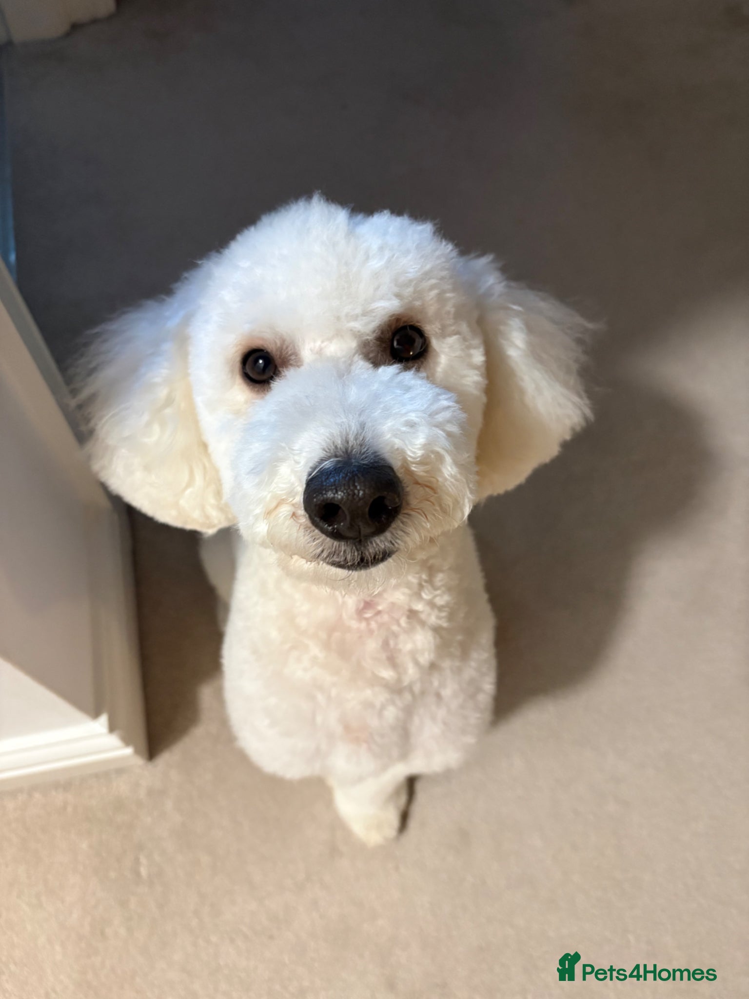 Cockapoo dogs Lucky Male cockapoo - 15 months old  - Advert 1