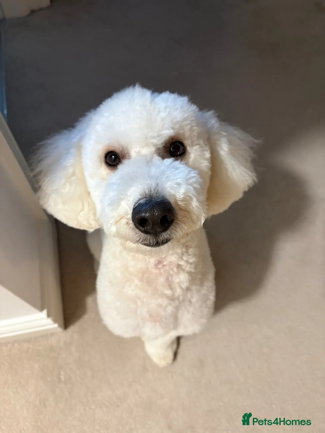 Cockapoo dogs for sale: Lucky Male cockapoo - 15 months old  - Advert 1