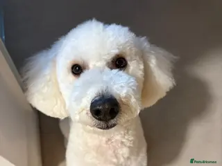 Cockapoo dogs Lucky Male cockapoo - 15 months old - Advert 6