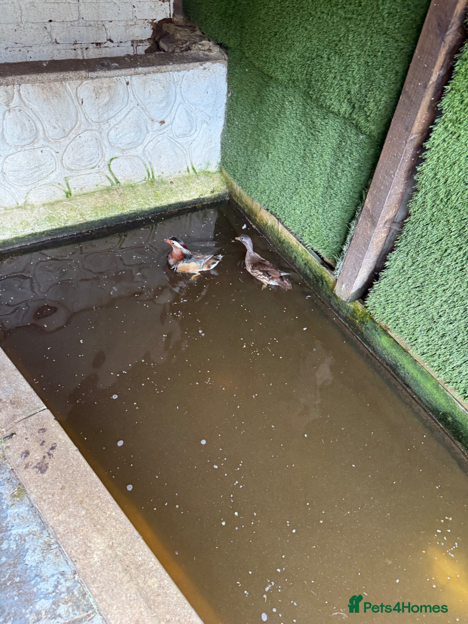 Ducks poultry for sale: Mandarin ducks - Advert 3