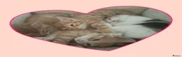 Mixed Breed cats for sale: Litter of 4 kittens  - Advert 15