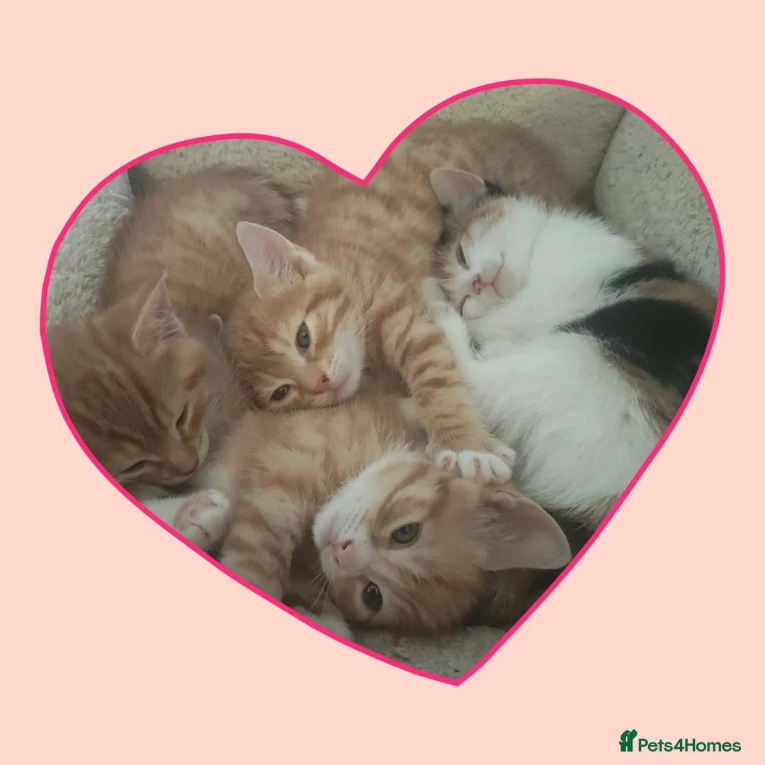Mixed Breed cats for sale: Litter of 4 kittens  - Advert 15