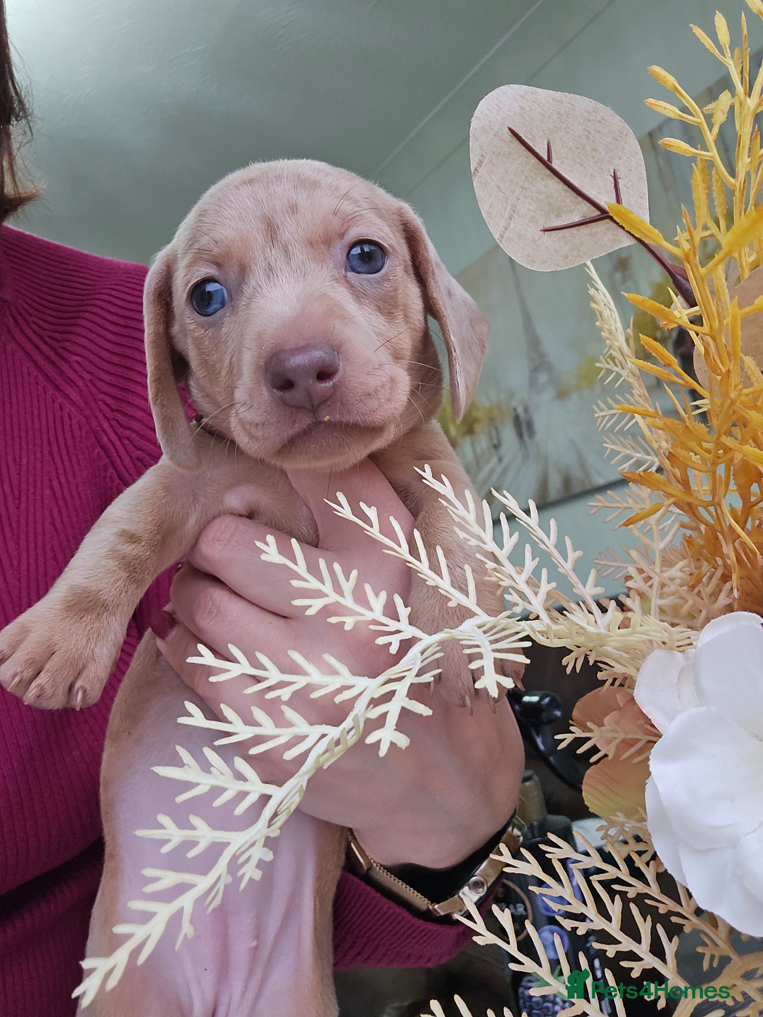 Miniature Dachshund dogs KC registered miniature Dachshund 🐶  - Advert 5