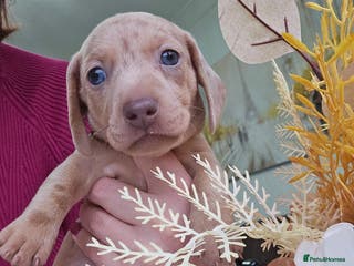 Miniature Dachshund dogs KC registered miniature Dachshund 🐶 - Advert 8
