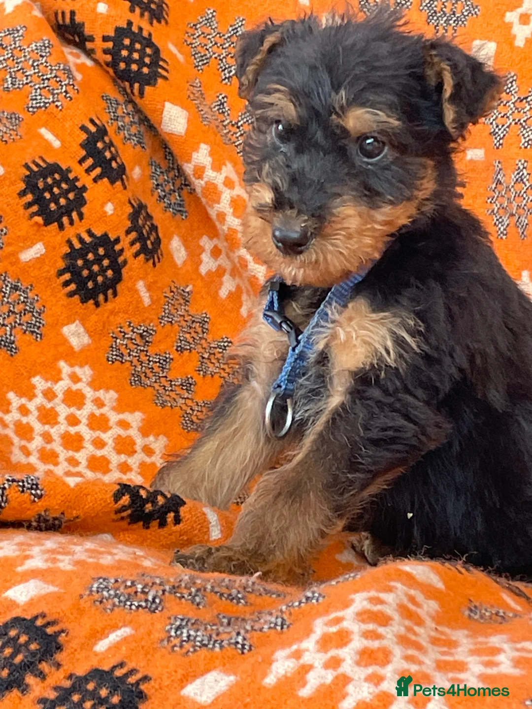 Airedale Terrier dogs for sale: Kc Airedale Terrier  - Advert 10