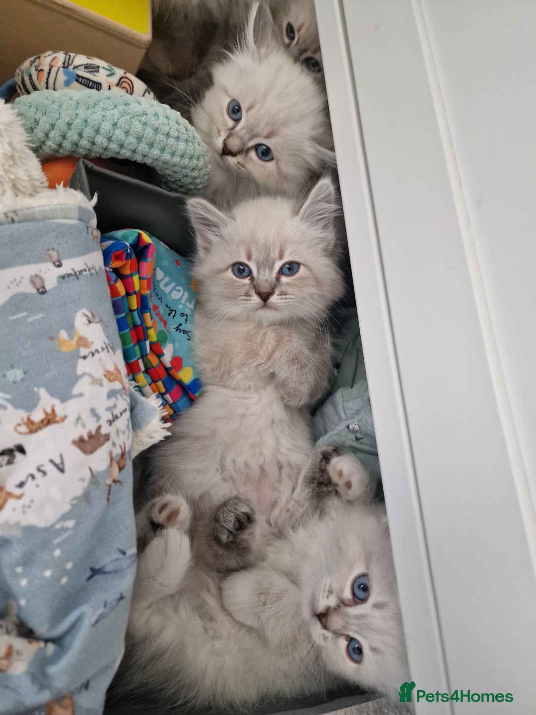 Siberian cats for sale: GCCF Champion line Siberian Kitten - Image 1