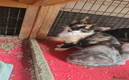 Mixed Breed cats for sale:  🐾 Adorable Kittens Ready for Loving Homes 🐾 - Image 9