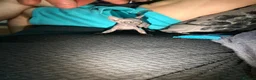Sphynx cats for sale: Exceptional Sphynx Kittens — Home-Raised - Advert 15