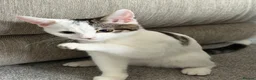 Mixed Breed cats for sale: Mixed Breed 17 Week Old Male Kitten - Advert 5