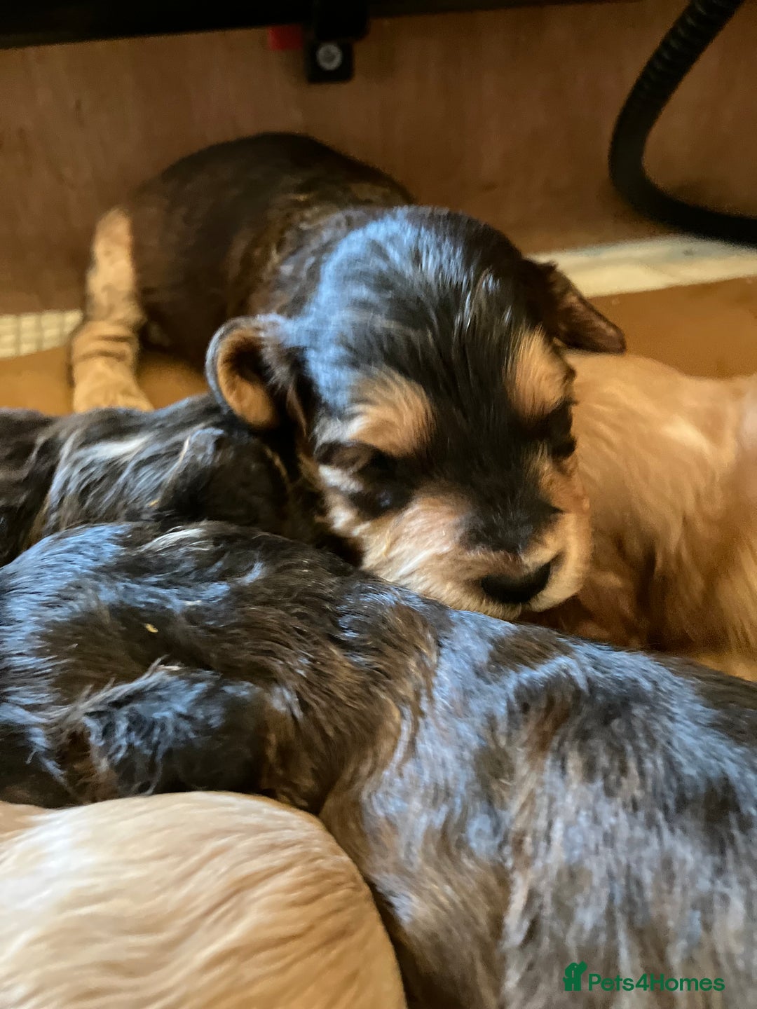Cockapoo dogs for sale: F1 Cockapoo puppies, KC parents, health tested! - Image 21