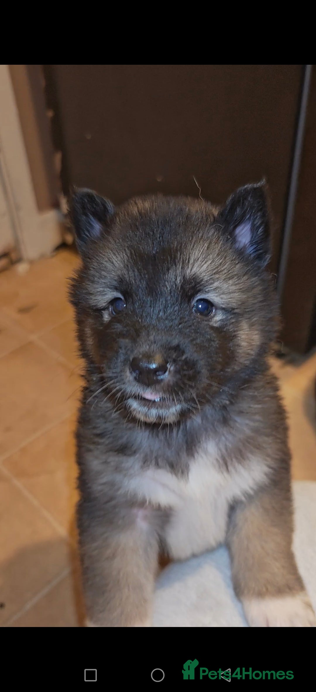 Akita dogs for sale: Akita puppys ready now  - Advert 26