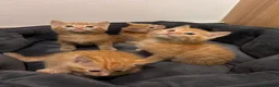 Mixed Breed cats for sale: Four gorgeous ginger kittens - Advert 7
