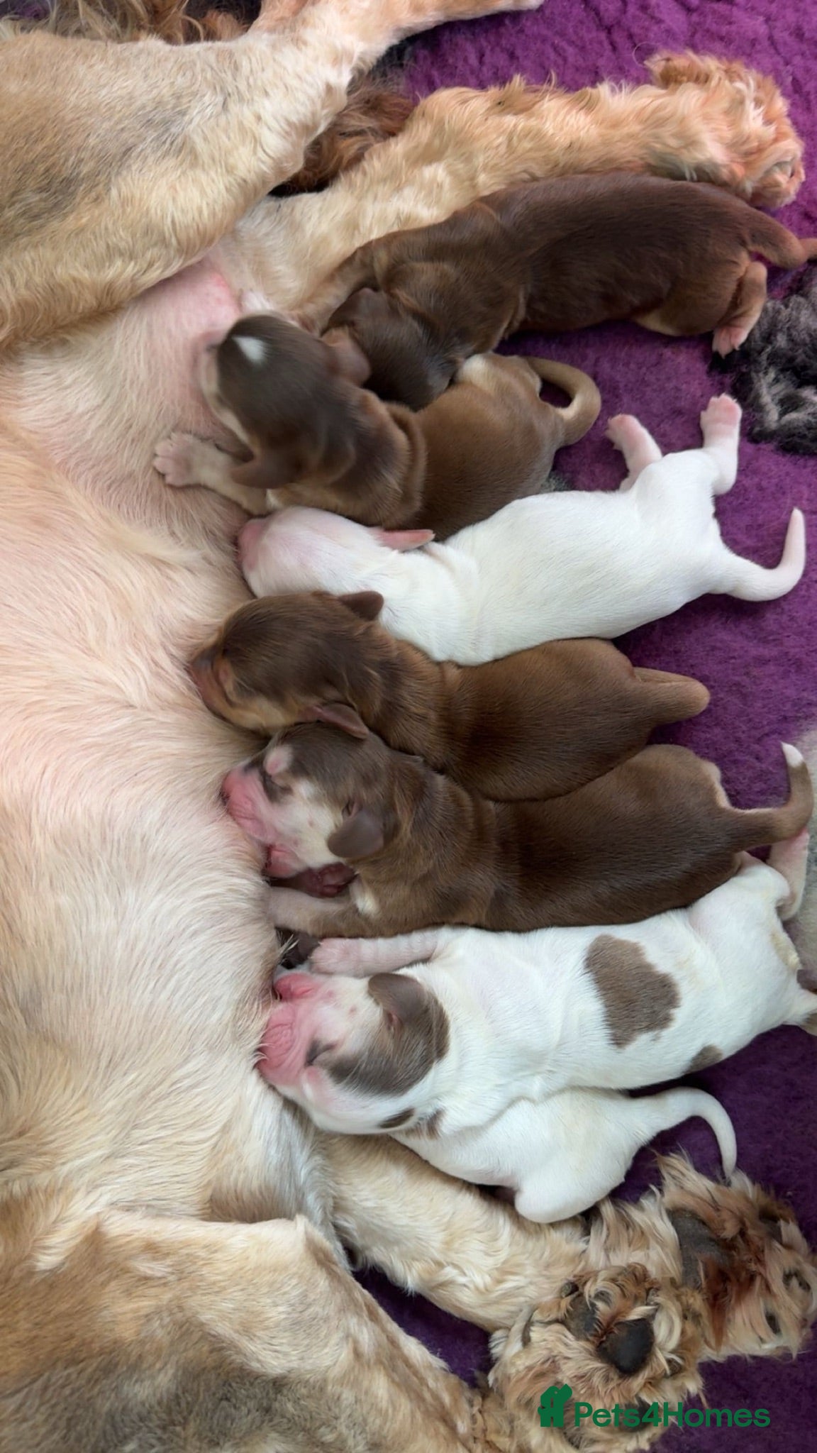 Cocker Spaniel dogs KC Reg Sable Show Cocker Puppies - Advert 1