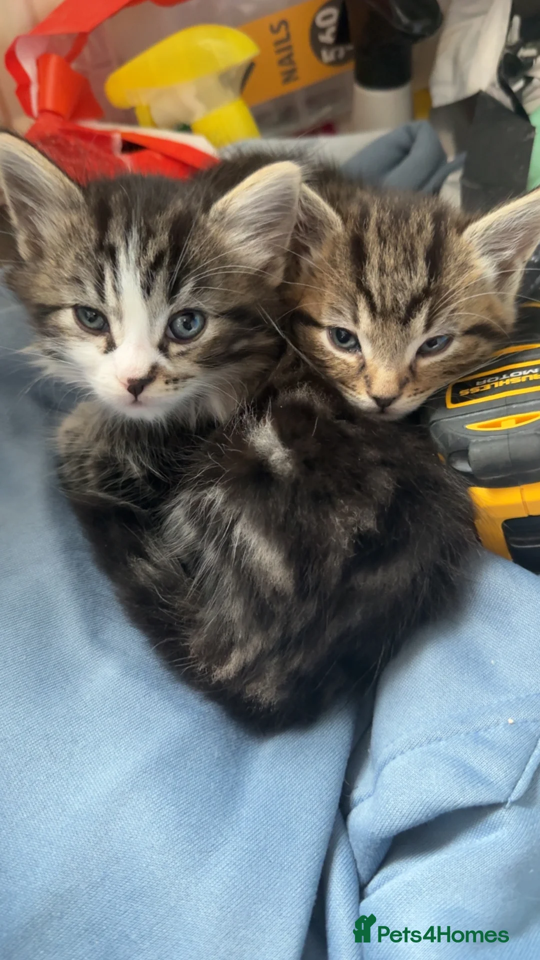 Mixed Breed cats for sale: Kittens ready to leave now (all reserved) - Advert 1