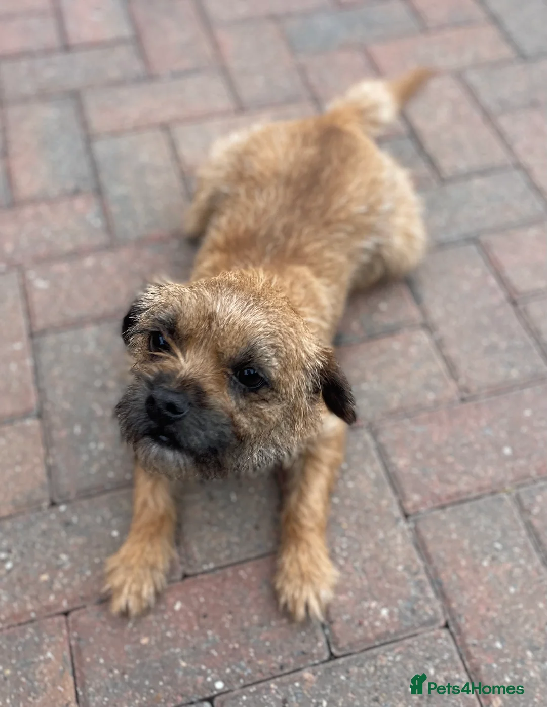 Border Terrier dogs for sale: Quality Border Terrier Puppy - Advert 2