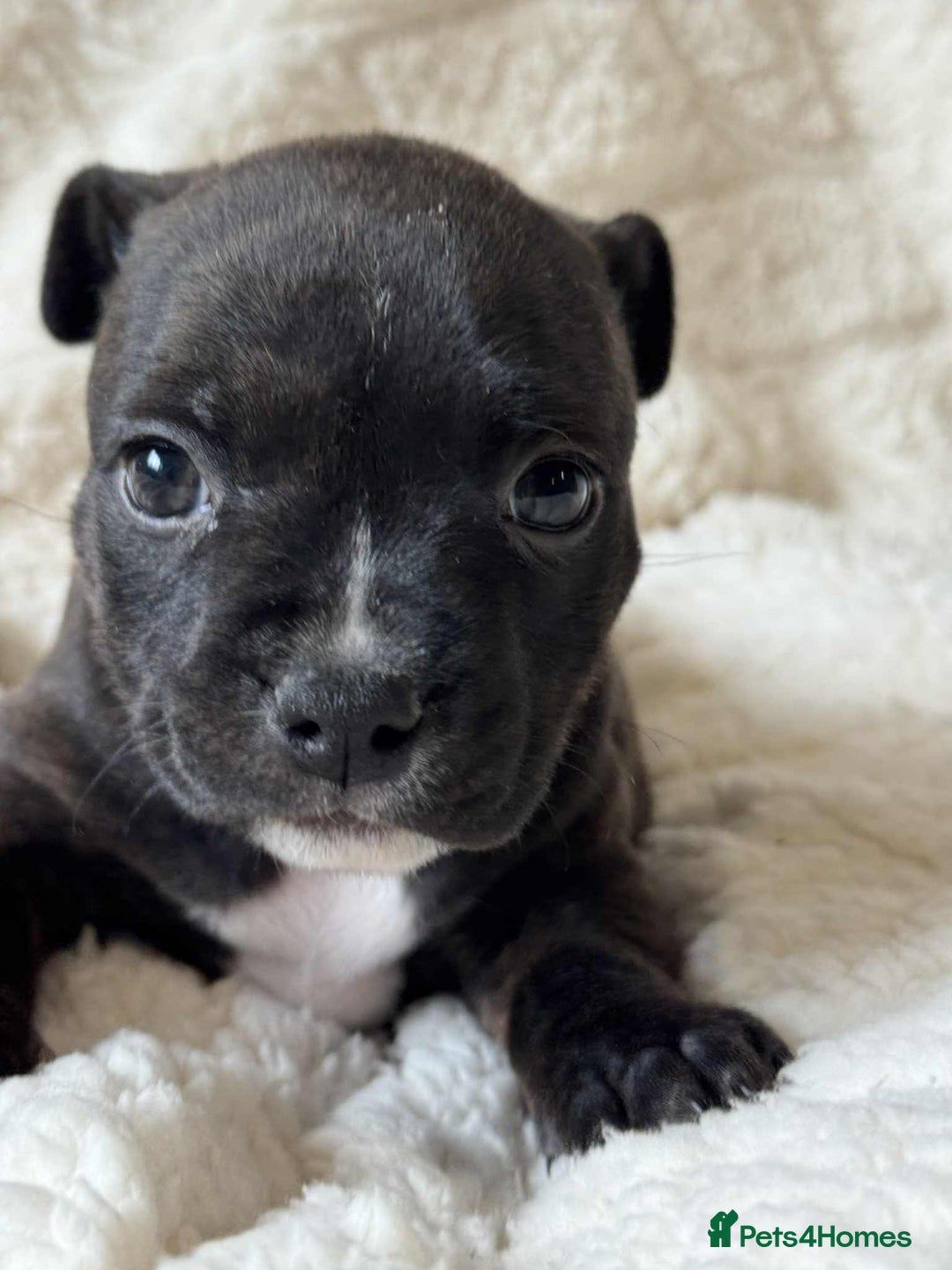 Staffordshire Bull Terrier dogs for sale: Kc registered Staffordshire bull terriers - Advert 11