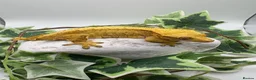 Gecko reptiles for sale: Female crested gecko  - Advert 3