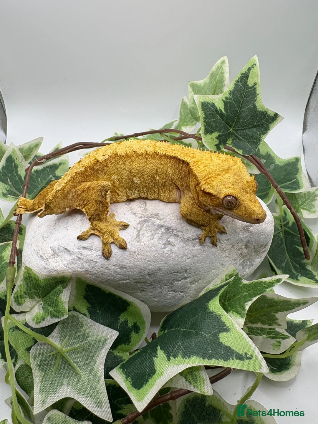 Gecko reptiles for sale: Female crested gecko  - Advert 3