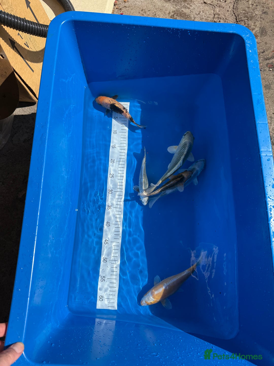 Koi Carp fish for sale: Various koi carp - Image 21