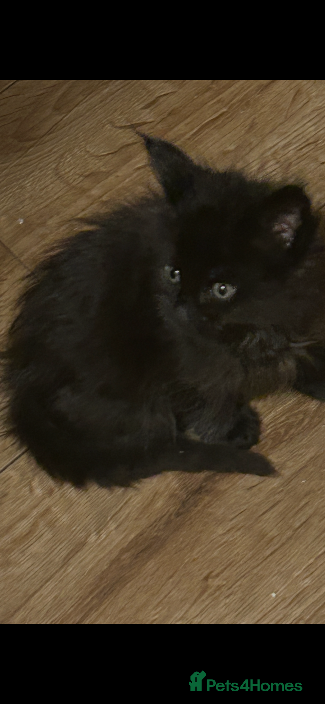 Maine Coon cats for sale: 8 beautiful mainecoon kittens for sale - Advert 11