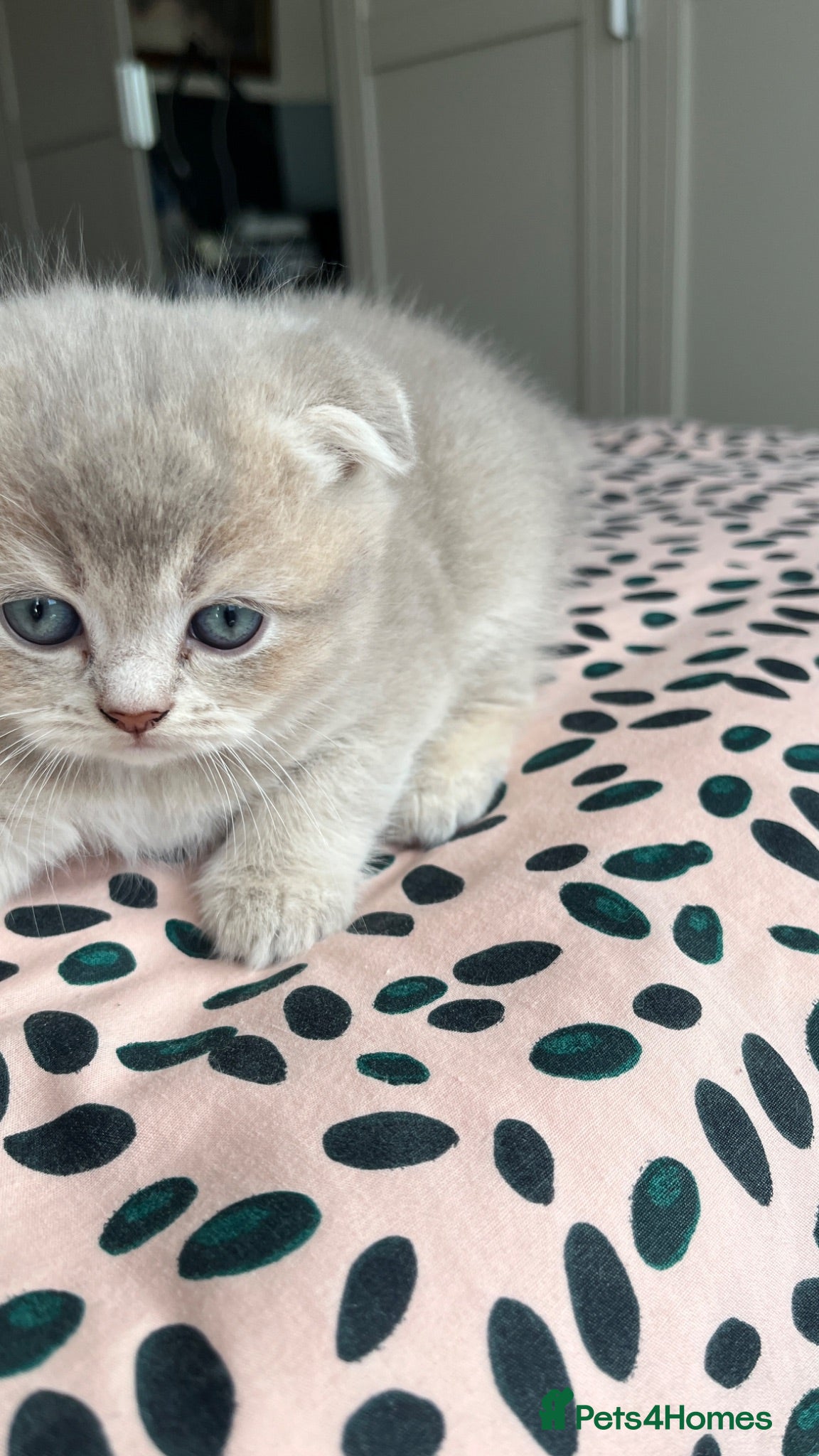 Scottish Fold cats Beautiful lilac fold and straight kittens  - Advert 1