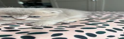 Scottish Fold cats for sale: Beautiful lilac fold and straight kittens  - Advert 11