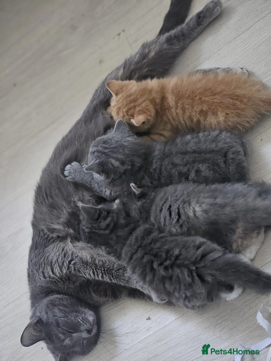 British Shorthair cats for sale: British shorthair 2 Girls  - Advert 2