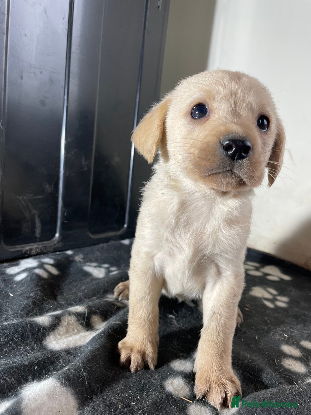 Labrador Retriever dogs for sale: Stunning chunky Labrador pups  - Advert 16