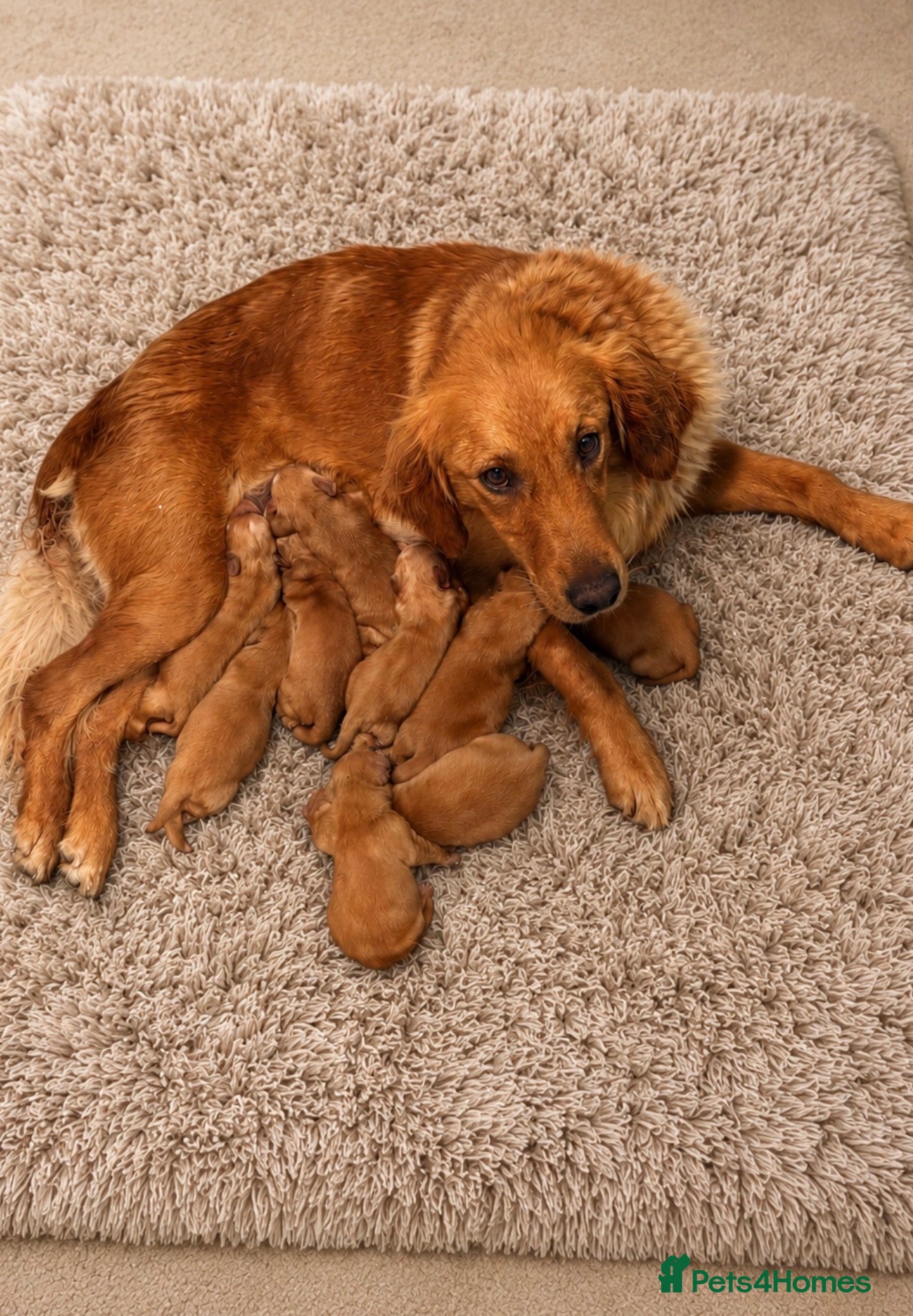 Golden Retriever dogs KC Dark Golden Retrievers 🧬 Health Tested Parents - Advert 2