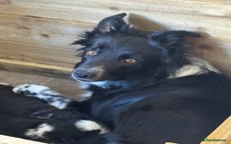 Border Collie dogs for sale: 3 male border collie pups available  - Image 4