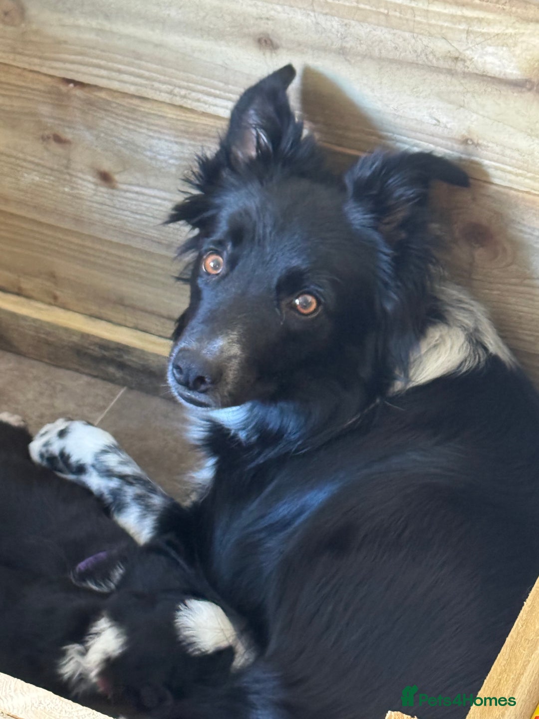 Border Collie dogs for sale: 3 male border collie pups available  - Image 4