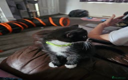 Mixed Breed cats for sale: Friendly Kittens. - Image 18