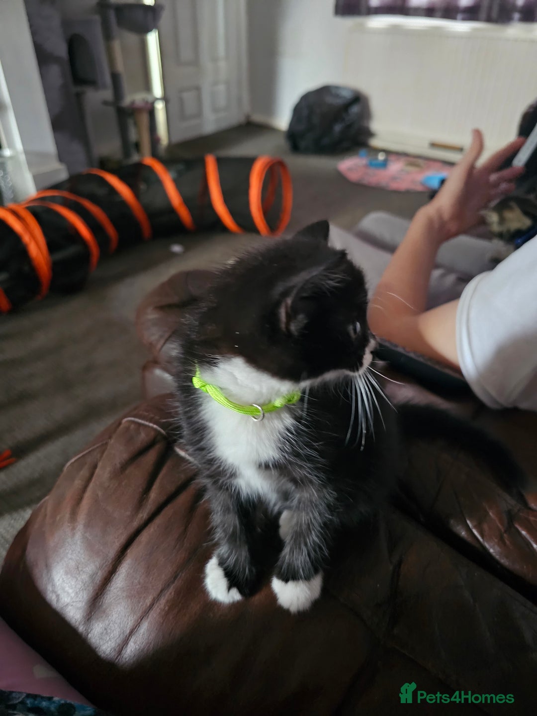 Mixed Breed cats for sale: Friendly Kittens. - Image 18
