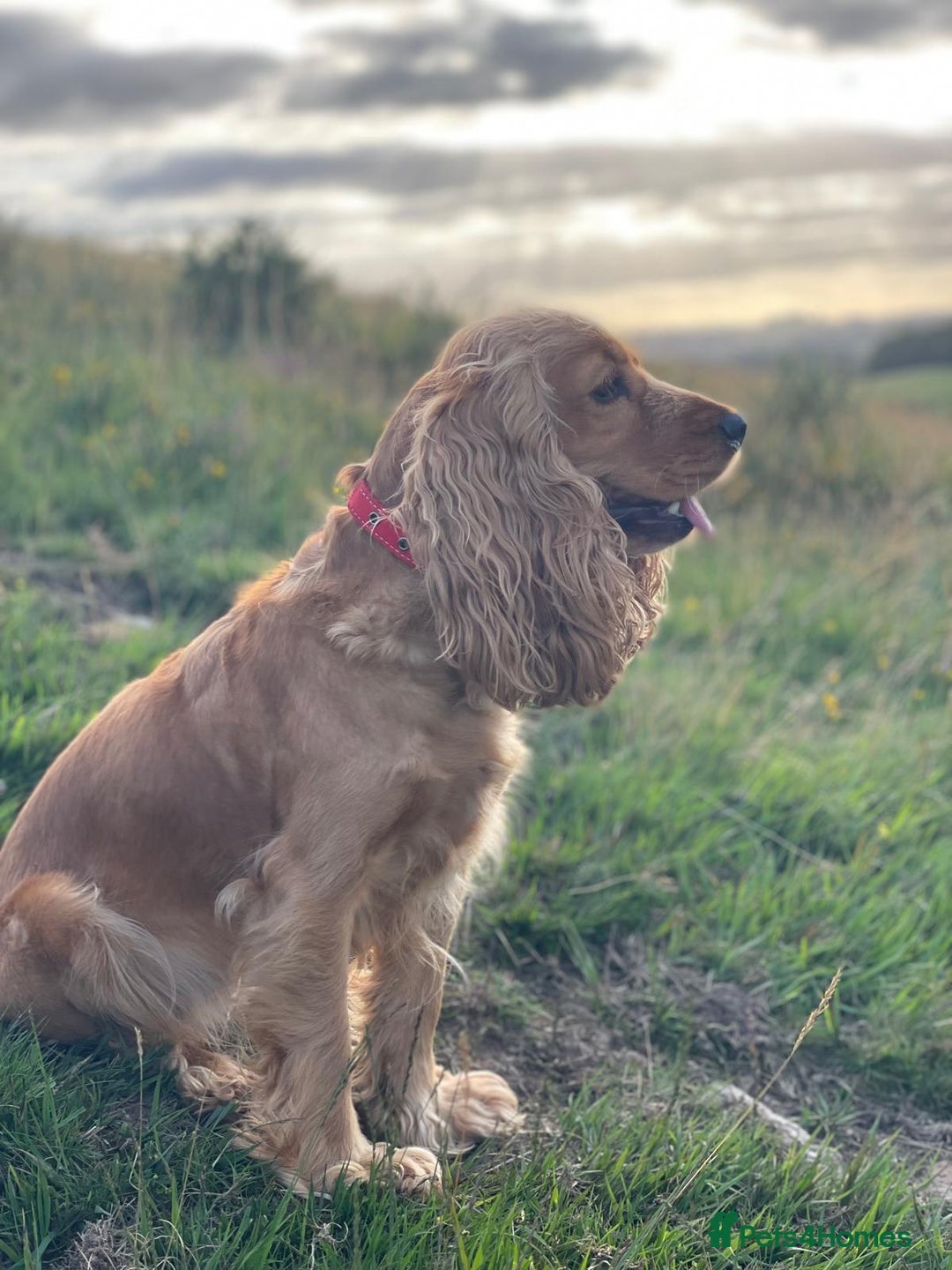 Cocker Spaniel dogs for sale: Cocker Spaniel Bitch - Golden Inside & Out - Advert 3