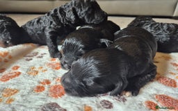 Cockapoo dogs for sale: 🐾 F1b Cockapoo Puppies for Sale 🐾 - Image 2