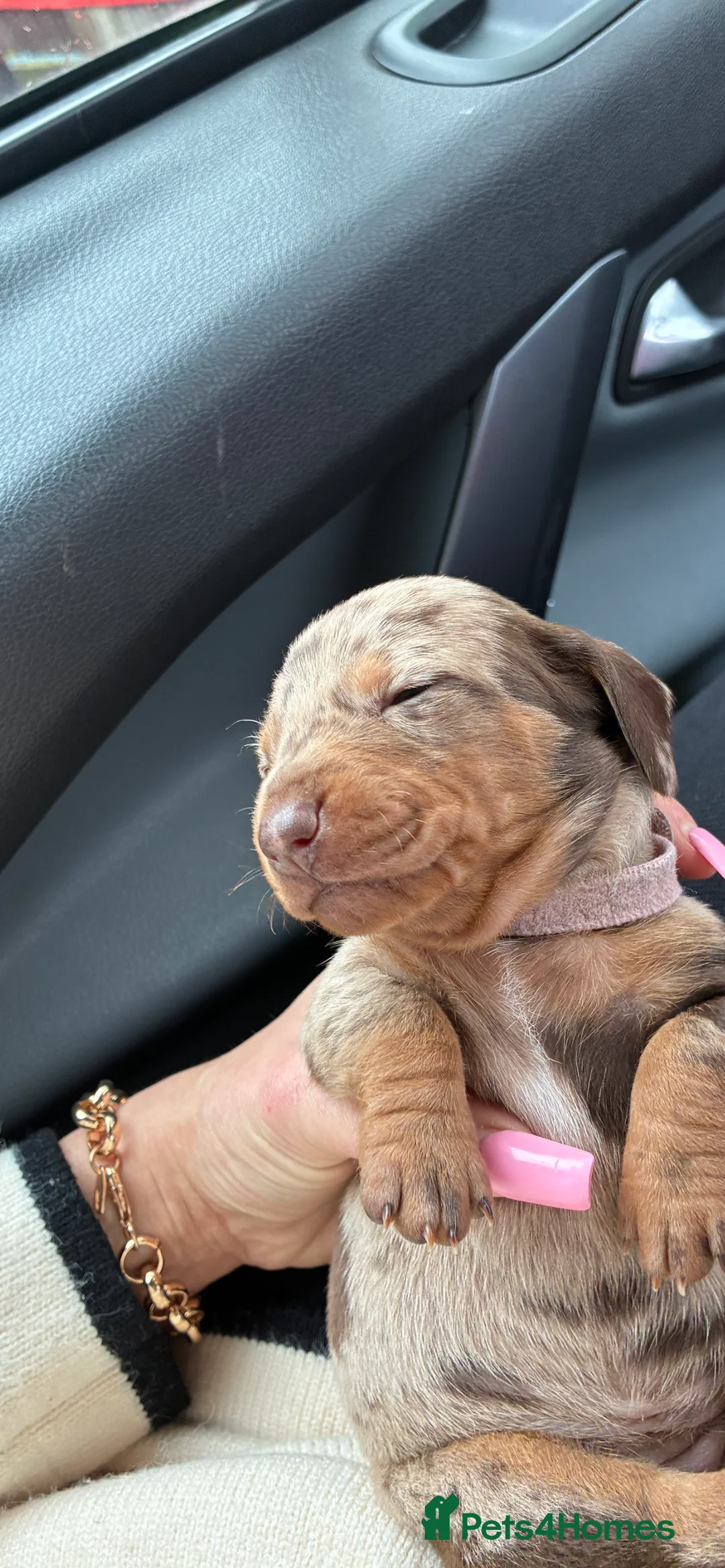 Miniature Dachshund dogs for sale: Gorgeous Minature Daschund Puppies  - Advert 7