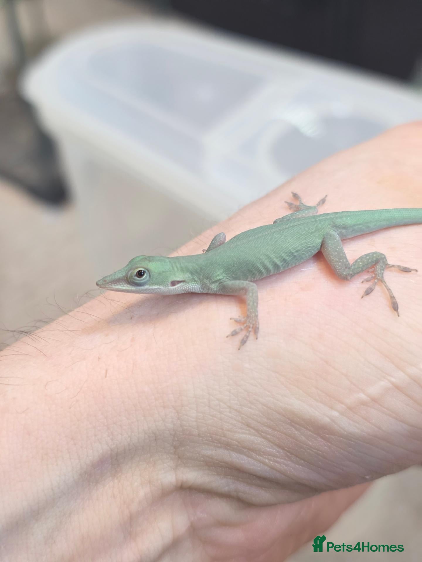 Anole reptiles Anolis allisoni - Advert 3