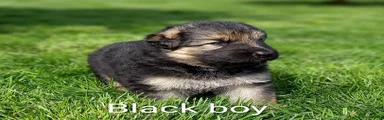 German Shepherd Puppy 7