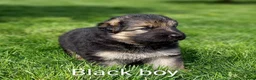 German Shepherd dogs for sale: Gorgeous German Shepherd pups for sale - Advert 13