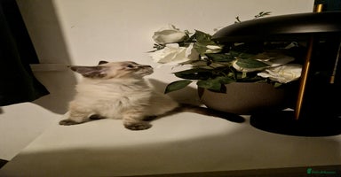Ragdoll cats - Advert 8