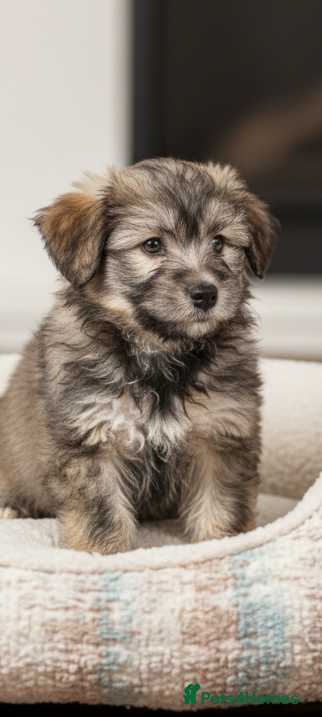 Mixed Breed dogs Husky x Lab Pup - Advert 1