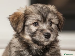 Mixed Breed dogs Husky x Lab Pup - Advert 1