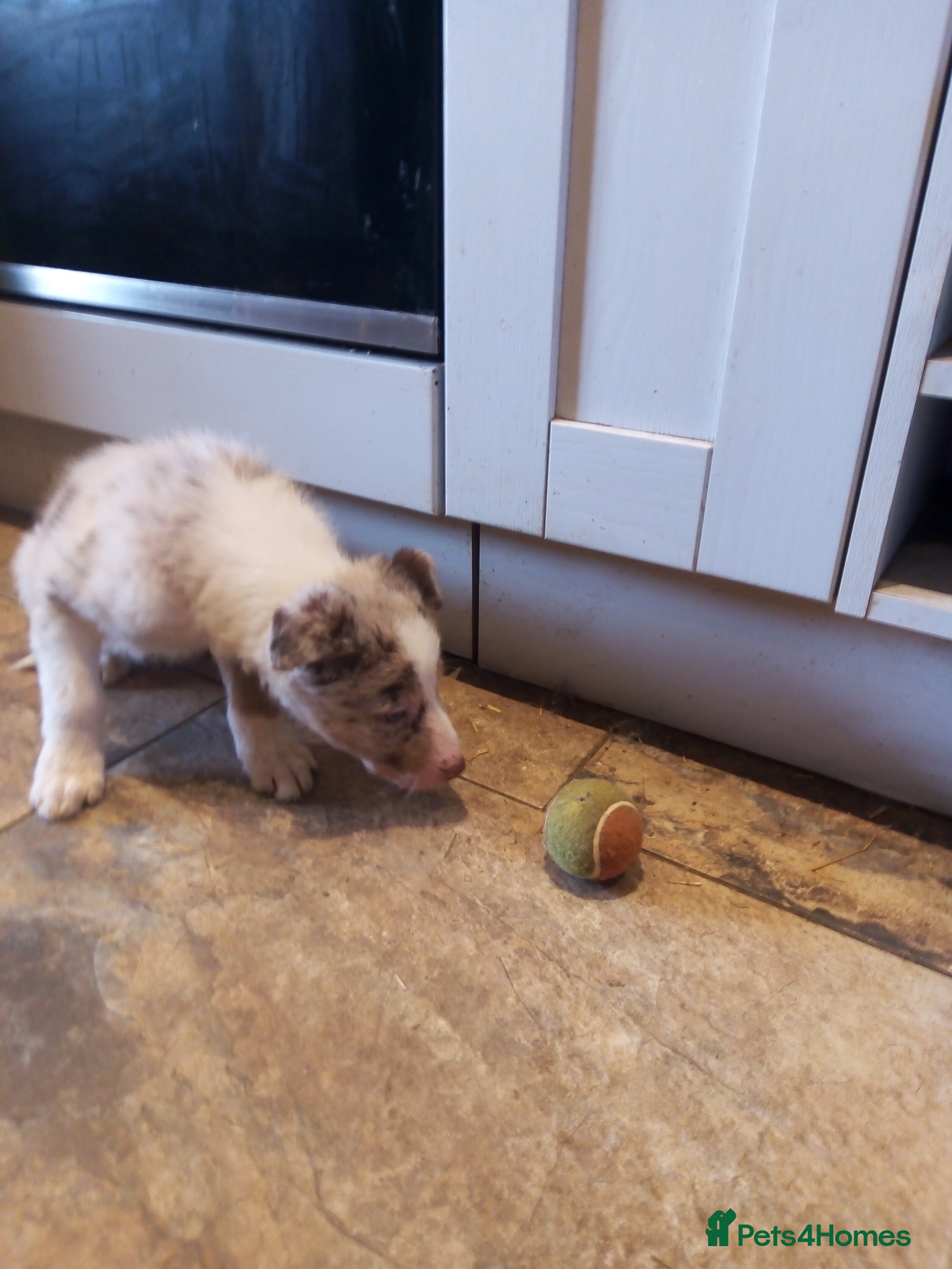 Border Collie dogs Stunning Red Merle and Red and White Puppies - Advert 10