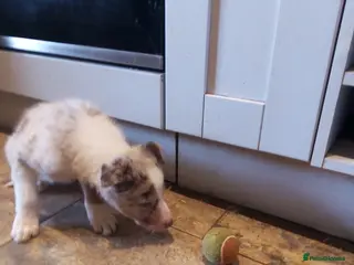 Border Collie dogs Stunning Red Merle and Red and White Puppies - Advert 10