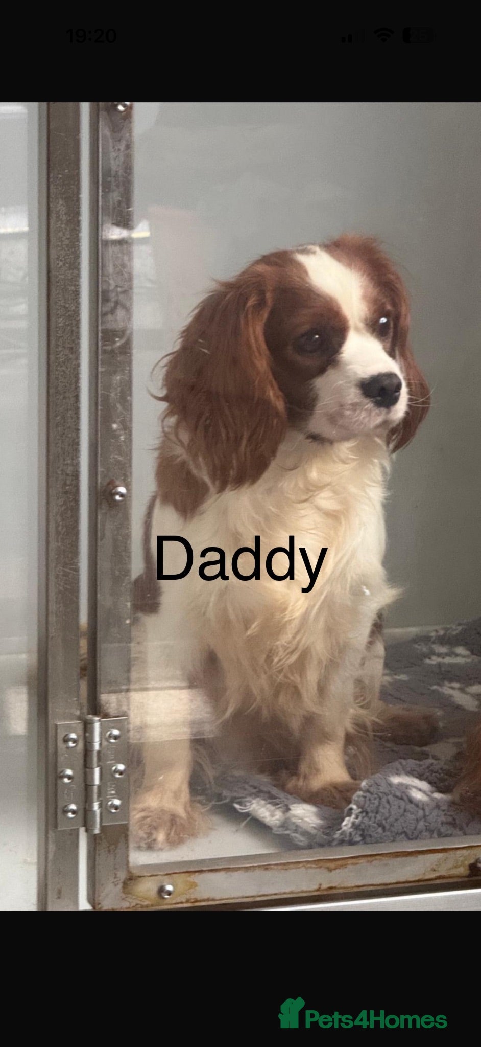 Cavalier King Charles Spaniel dogs kennel club fully vaccinated cavalier dna clear  - Advert 2
