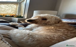 Labradoodle dogs for sale: Loving Home Wanted for 4-Year-Old Labradoodle - Image 5