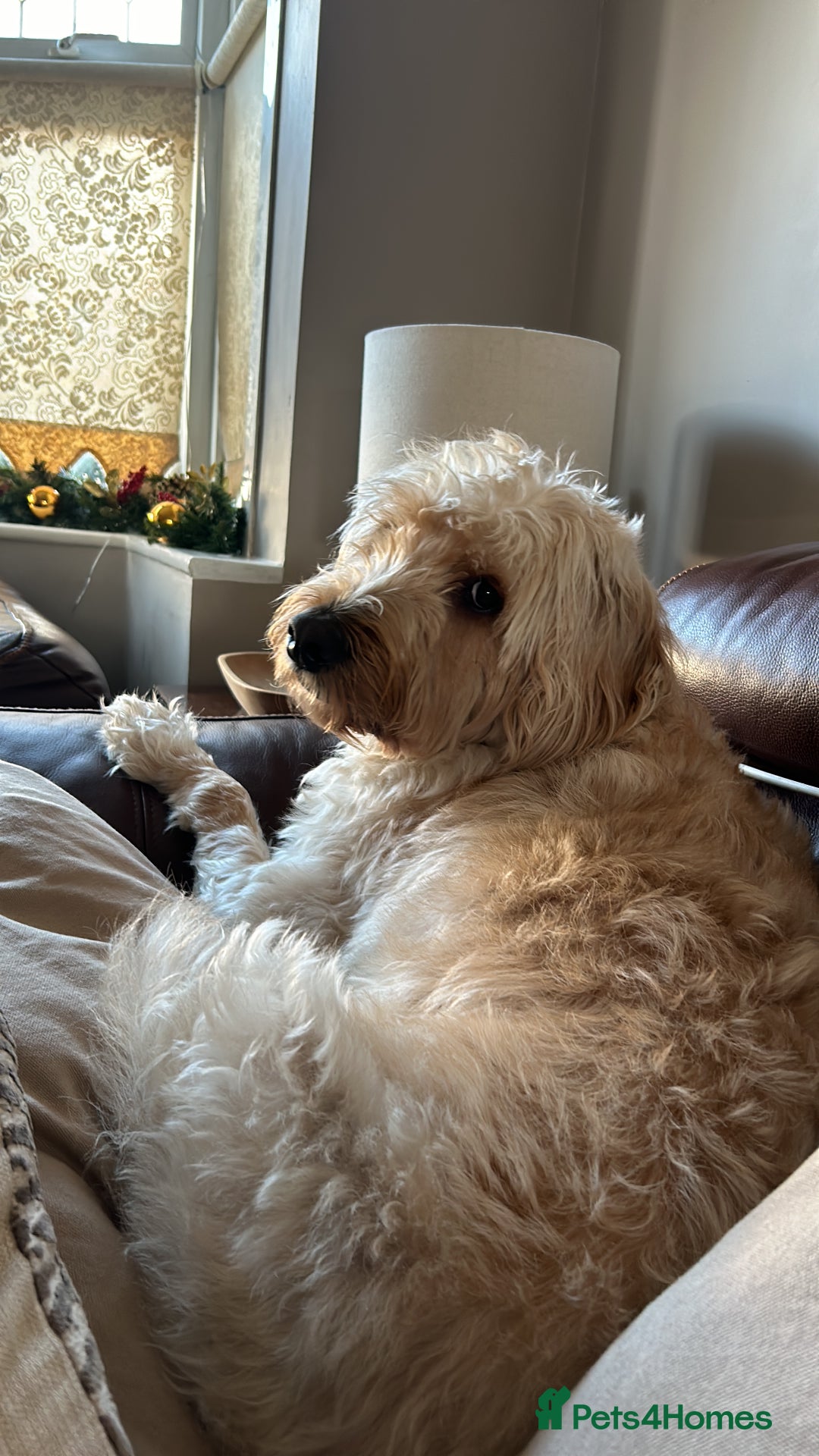 Labradoodle dogs for sale: Loving Home Wanted for 4-Year-Old Labradoodle - Image 5