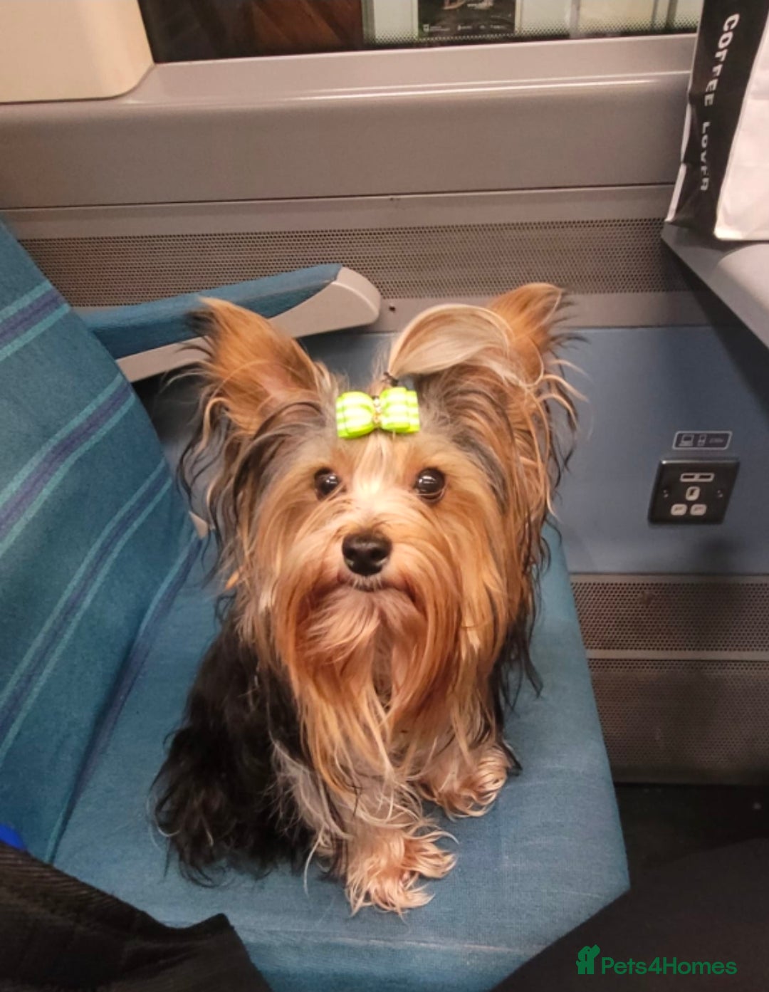 Yorkshire Terrier dogs for stud: Stunning Boy!  - Image 4